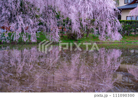 【桜素材】しだれ桜と花筏とリフレクション【長野県】 【桜素材】しだれ桜と花筏とリフレクション【長野県】 111090300