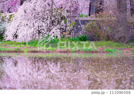 【桜素材】しだれ桜と花筏とリフレクション【長野県】 【桜素材】しだれ桜と花筏とリフレクション【長野県】 111090308