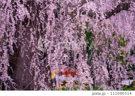 【桜素材】しだれ桜と花筏とリフレクション【長野県】 111090314