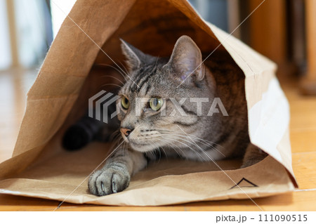 紙袋に入った猫　サバトラ猫 111090515