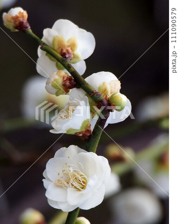 白い花とつぼみをつけた梅の枝(八重の白梅の花のクローズアップ) 白い花とつぼみをつけた梅の枝(八重の白梅の花のクローズアップ) 111090579
