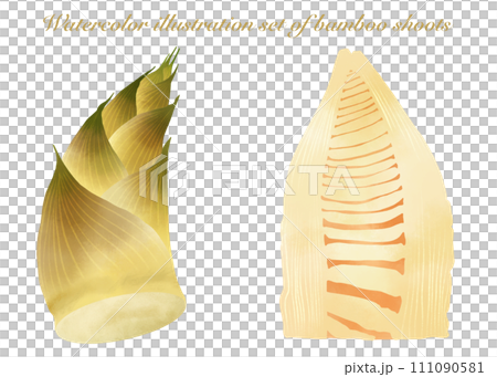 Illustration material set of bamboo shoots drawn in watercolor Illustration material set of bamboo shoots drawn in watercolor 111090581