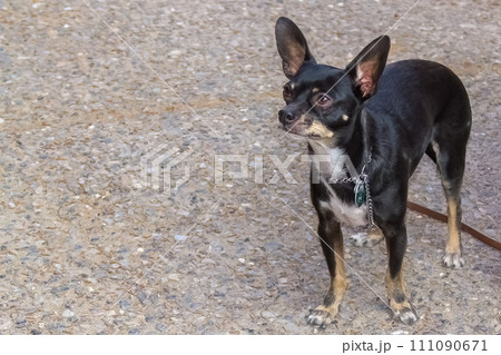 A black Chihuahua, tethered by a leash, standing on asphalt while gazing upward. A black Chihuahua, tethered by a leash, standing on asphalt while gazing upward. 111090671