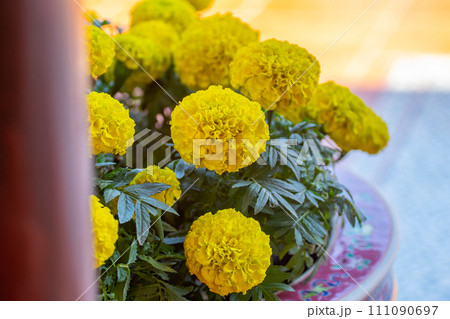 beautiful yellow flower in nature beautiful yellow flower in nature 111090697