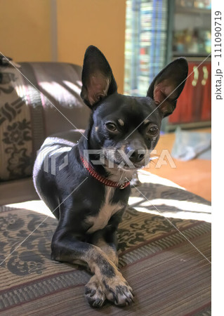 A young cute black Chihuahua dog lounging on a couch, casually crossing his legs and soaking up the sun. A young cute black Chihuahua dog lounging on a couch, casually crossing his legs and soaking up the sun. 111090719