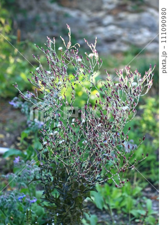 Lettuce plant Lactuca sativa grown for seeds. Lettuce plant Lactuca sativa grown for seeds. 111090980