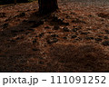 落ち葉の絨毯 111091252