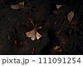 落ち葉 111091254