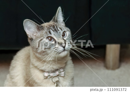 A close to a Siamese cat Colorpoint Shorthair, cross between a Siamese and a Domestic Shorthair, with a lynx point pattern and cream colouring. A close to a Siamese cat Colorpoint Shorthair, cross between a Siamese and a Domestic Shorthair, with a lynx point pattern and cream colouring. 111091372