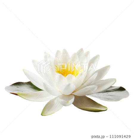White water lily isolated on white background 111091429