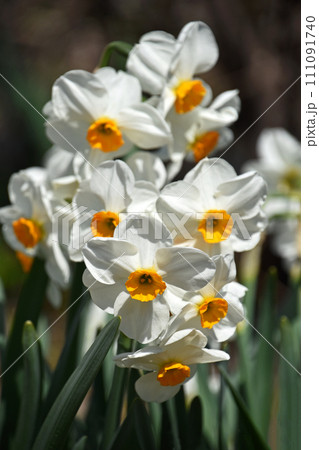 ニホンズイセン（日本水仙） 111091740