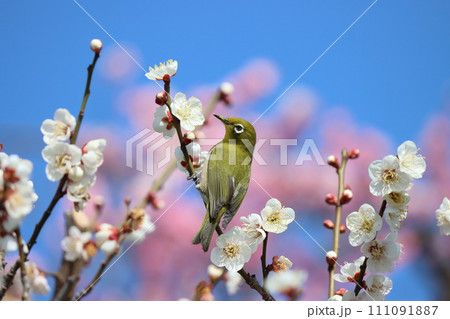 梅の花に囲まれて春を満喫するめじろ 梅の花に囲まれて春を満喫するめじろ 111091887