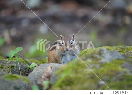 膨らんだほっぺが可愛いシマリス 膨らんだほっぺが可愛いシマリス 111091918