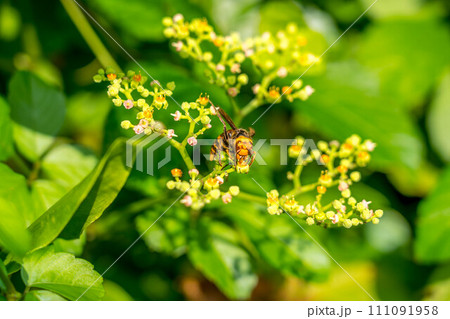 ヤブガラシの花とスズメバチ 111091958