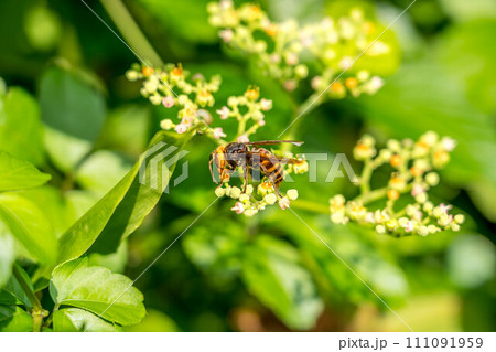 ヤブガラシの花とスズメバチ ヤブガラシの花とスズメバチ 111091959