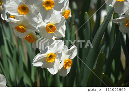 ニホンズイセン（日本水仙） 111091966