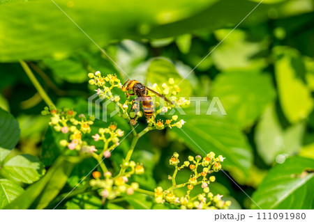 ヤブガラシの花とスズメバチ 111091980