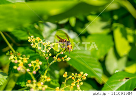 ヤブガラシの花とスズメバチ 111091984