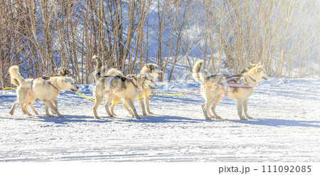 Siberian Husky in harness ready to start on soft sunlight 111092085