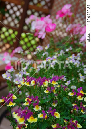 ネメシア 111092181