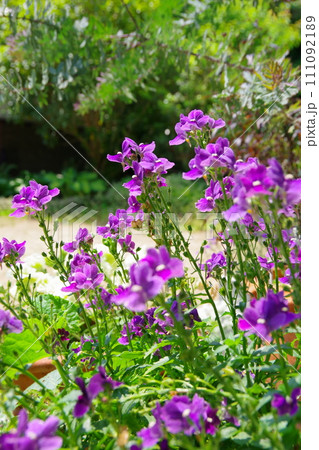 ネメシア ネメシア 111092189