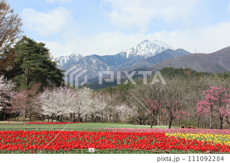 桜とチューリップ畑と残雪の常念岳 111092284