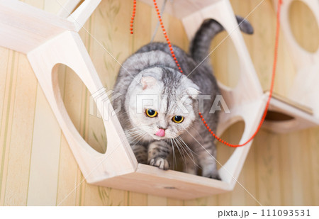 Gray scottish fold cat interested with hanging beads while walking on wall mounted wooden shelf Gray scottish fold cat interested with hanging beads while walking on wall mounted wooden shelf 111093531