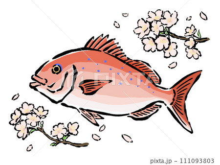 桜鯛とサクラの手書きイラスト素材　春のイメージ 111093803