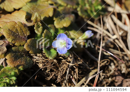 早春の野原に咲くオオイヌノフグリの青い花 早春の野原に咲くオオイヌノフグリの青い花 111094594