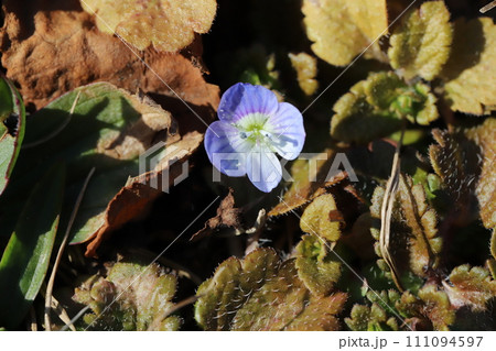 早春の野原に咲くオオイヌノフグリの青い花 111094597
