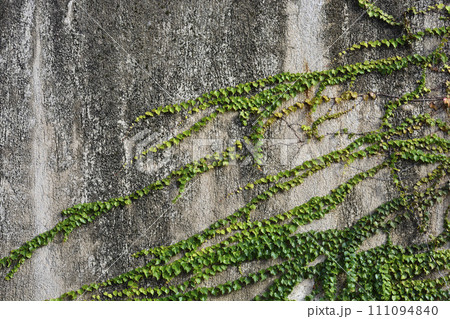 Boston Ivy 111094840