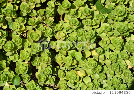 Two-row stonecrop Two-row stonecrop 111094856