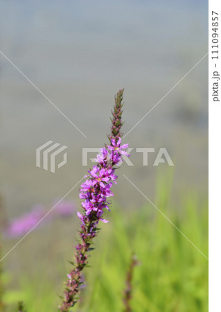 Purple loosestrife Purple loosestrife 111094857