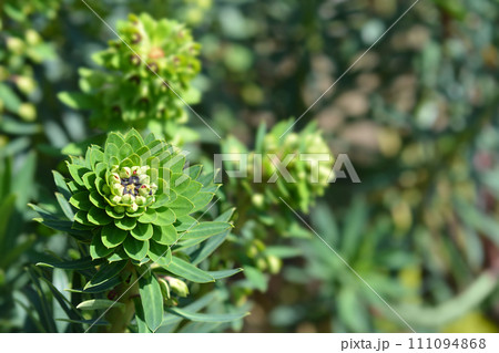 Spurge Black Pearl 111094868