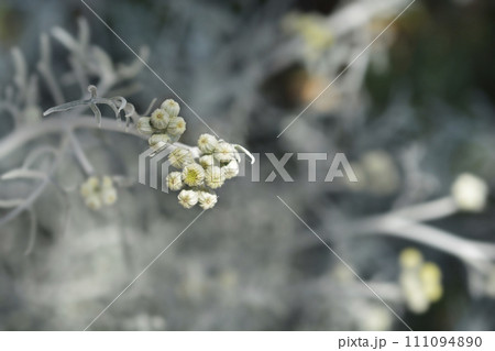 Silver ragwort Silver ragwort 111094890
