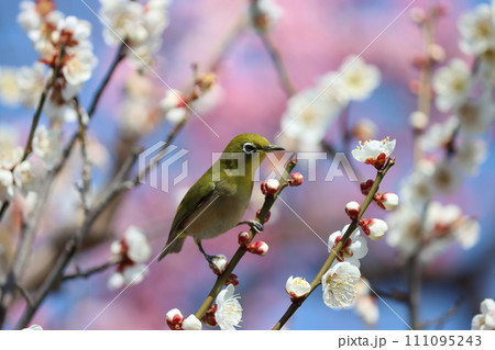 梅の花に囲まれて春を満喫するめじろー弐 111095243