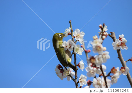 梅の花に囲まれて春を満喫するめじろー五 111095248