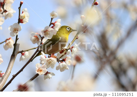 梅の花に囲まれて春を満喫するめじろー七 111095251