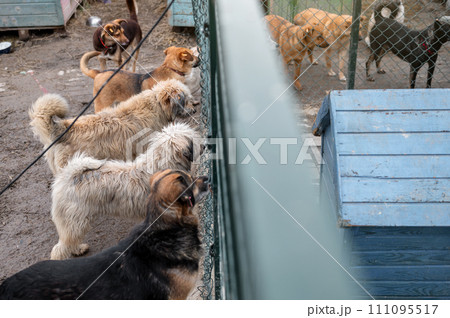 Dogs waiting for adoption in animal shelter. Homeless dogs in the shelter. Dogs waiting for adoption in animal shelter. Homeless dogs in the shelter. 111095517