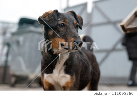 Dog waiting for adoption in animal shelter. Homeless dog in the shelter. Dog waiting for adoption in animal shelter. Homeless dog in the shelter. 111095566