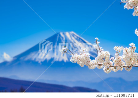富士と桜 富士と桜 111095711