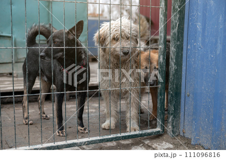 Two dogs waiting for adoption in animal shelter. Homeless dogs in the shelter. 111096816