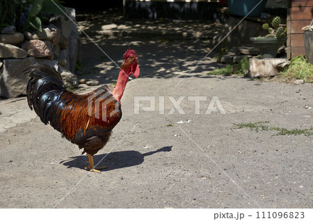 The ginger red red rooster is the owner,boss of the rural yard 111096823