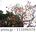 庭に実った柿 111096978