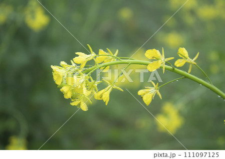 Mustard flower blossoms in the field Mustard flower blossoms in the field 111097125
