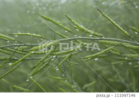 Dew droplets on a green mustard pod after the night Dew droplets on a green mustard pod after the night 111097146