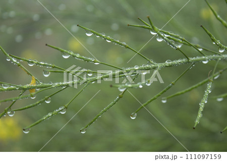 Dew drops on the green mustard pod Dew drops on the green mustard pod 111097159