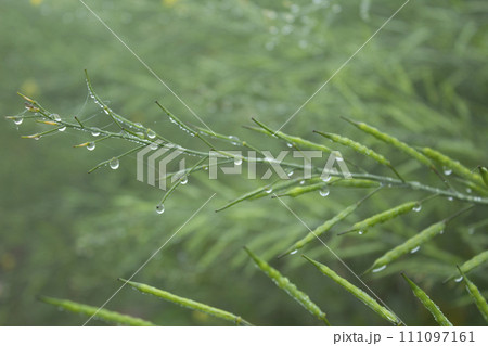Dew droplets on green mustard pod in the morning Dew droplets on green mustard pod in the morning 111097161