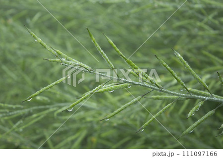Green mustard pod with drops of dew in the morning 111097166