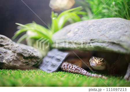 レオパの日常　レオパ 111097213